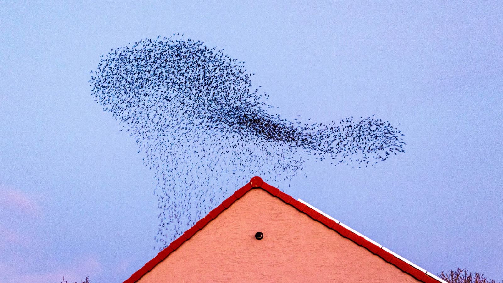 Starlings over a house